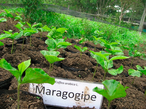 Кофе Марагоджип (Maragogype)