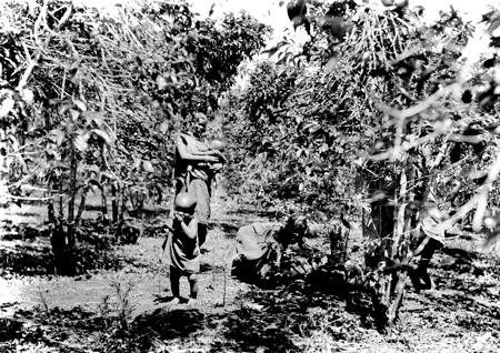 Кофеиная плантация в Кении, 1936