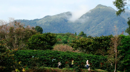 Кофейная плантация в Панаме