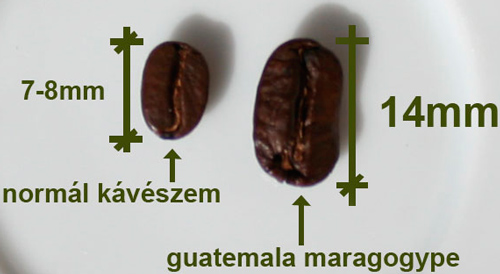 Кофе марагоджип крупнее чем у любой другой сорт