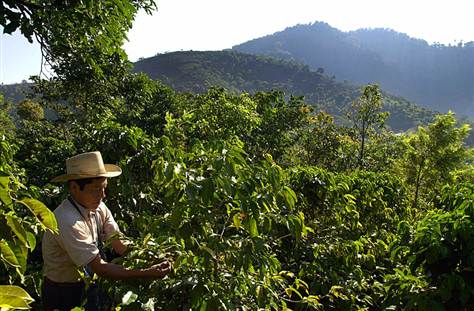 Гватемальская кофейная плантация