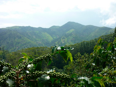 Кофейная плантация в Ямайке
