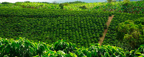Гаитянская кофейная плантация
