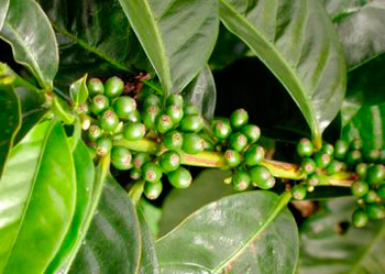 Зеленый кофе арабика в зернах