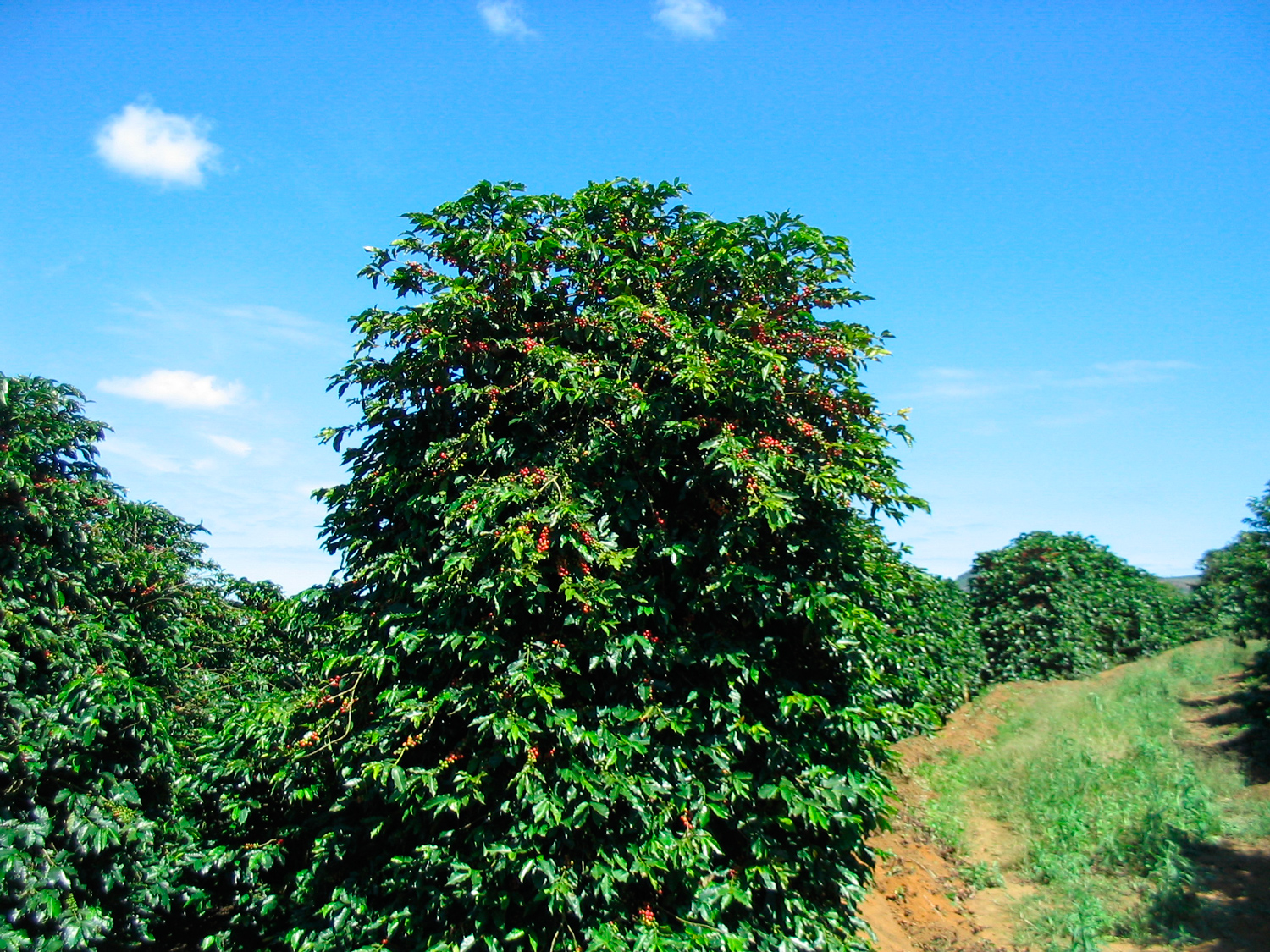 Заболевания кофейных деревьев: причины и лечение