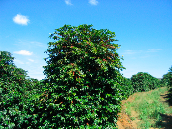 Кофейное дерево на бразильской плантации