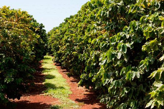 Доминиканская кофейная плантация