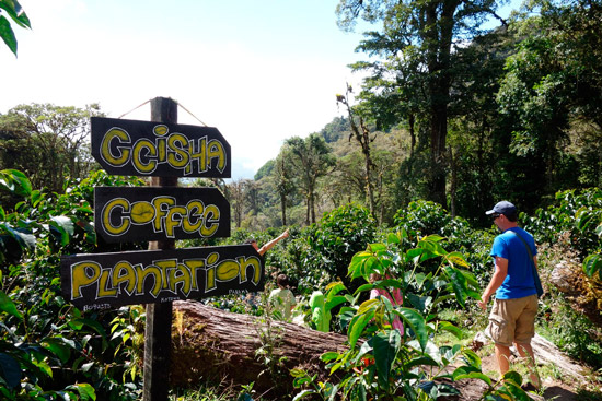 Кофейная плантация в Панаме