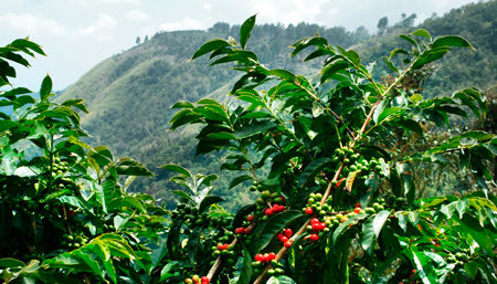 Кофейная плантация в Ямайке