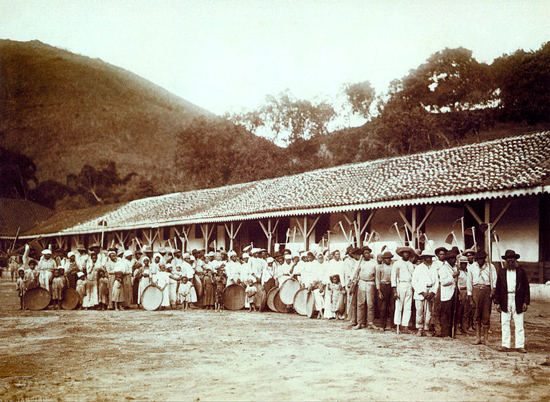 Рабы на кофейной плантации. Фотография 1885 г.