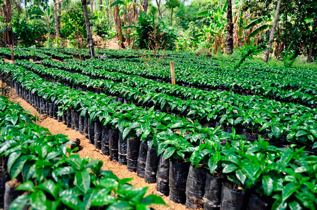 Гватемальская кофейная плантация