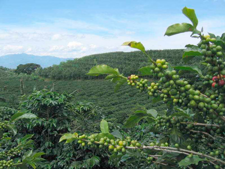 Кофеиная плантация в Кении